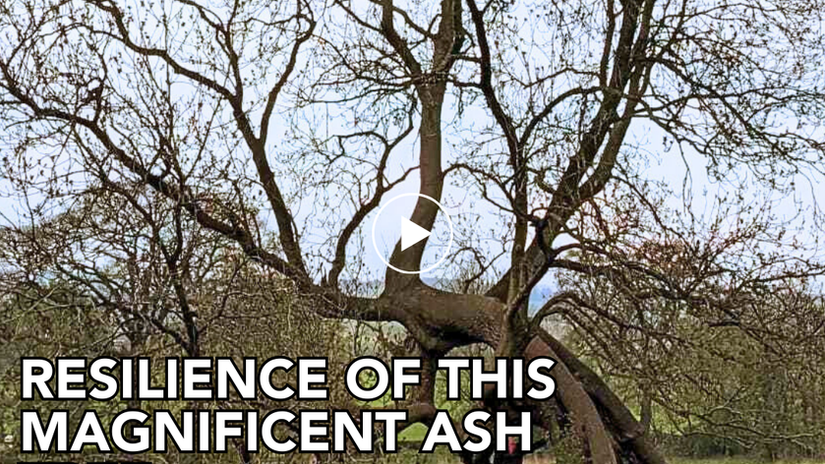Resilience lesson from UK Ash tree